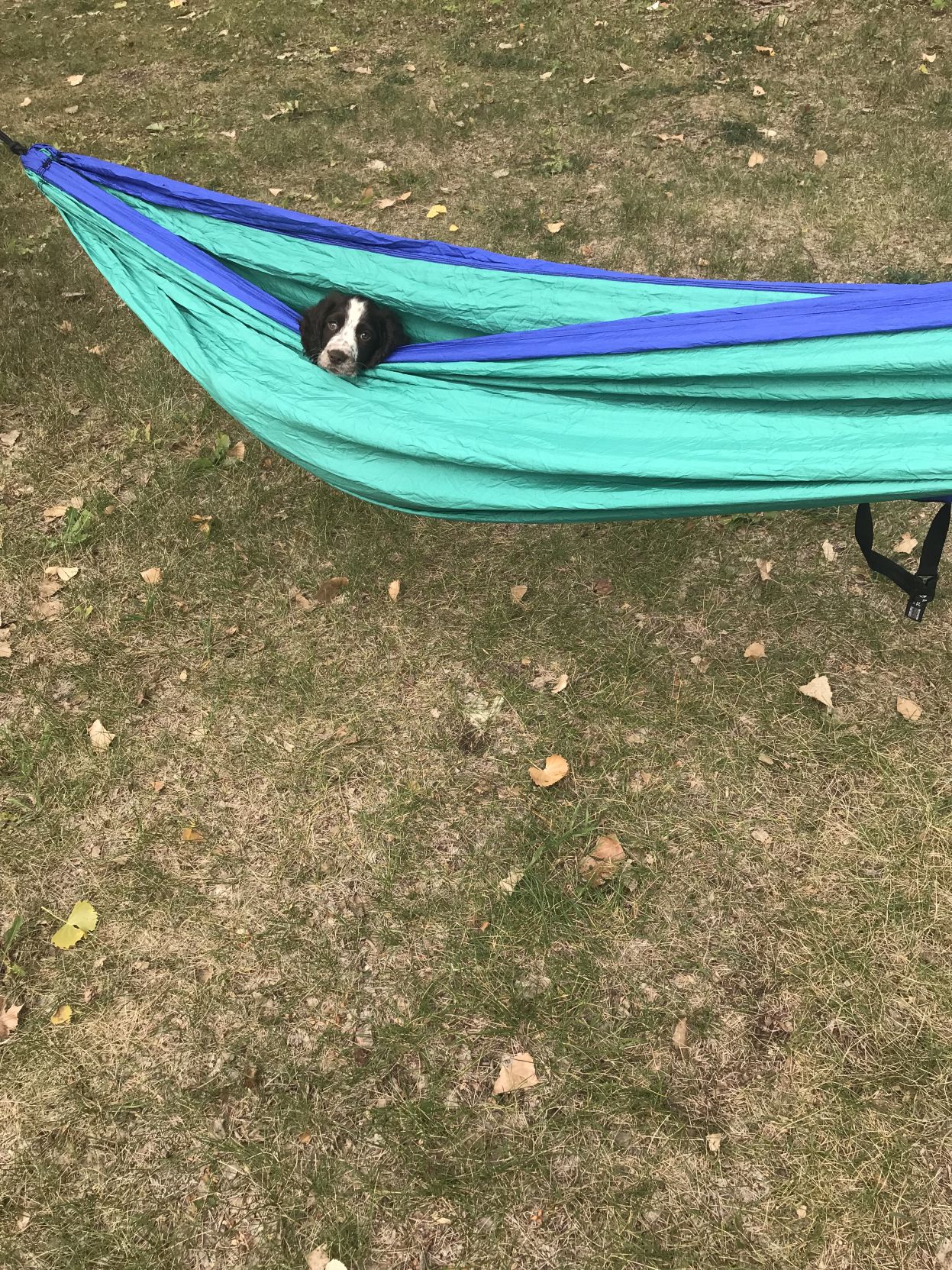 English Cocker puppy